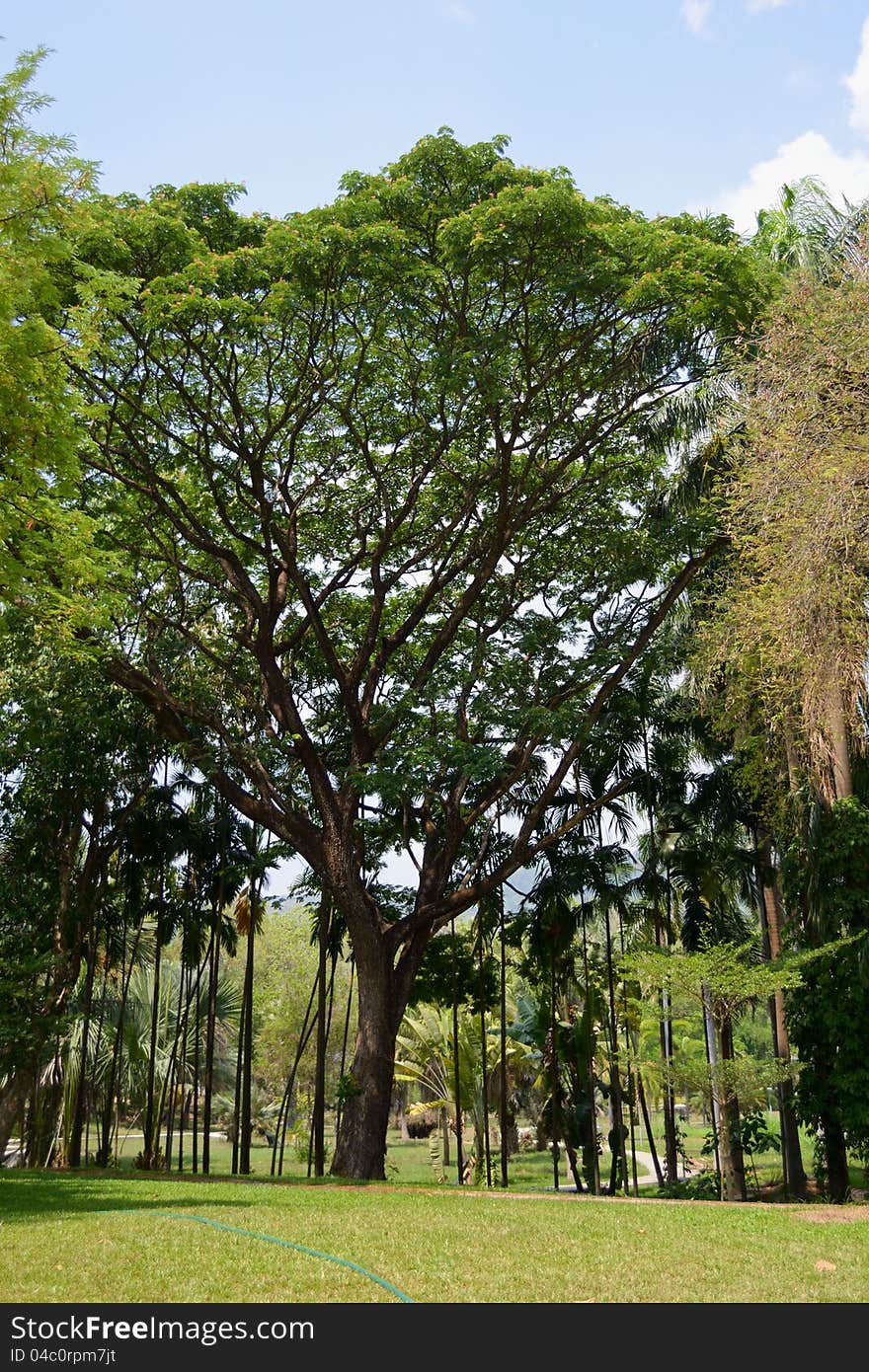 Old big tree in the garden