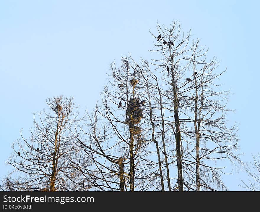 Rookery on old dry trees lighted evening sun