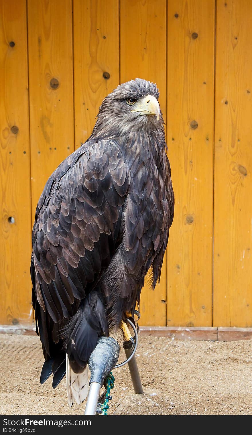 Big Sea Eagle Haliaeetus albicill