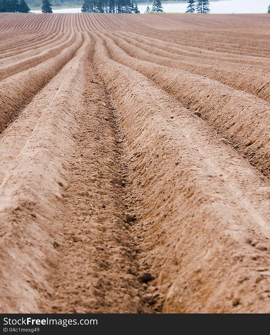 Cultivated Field