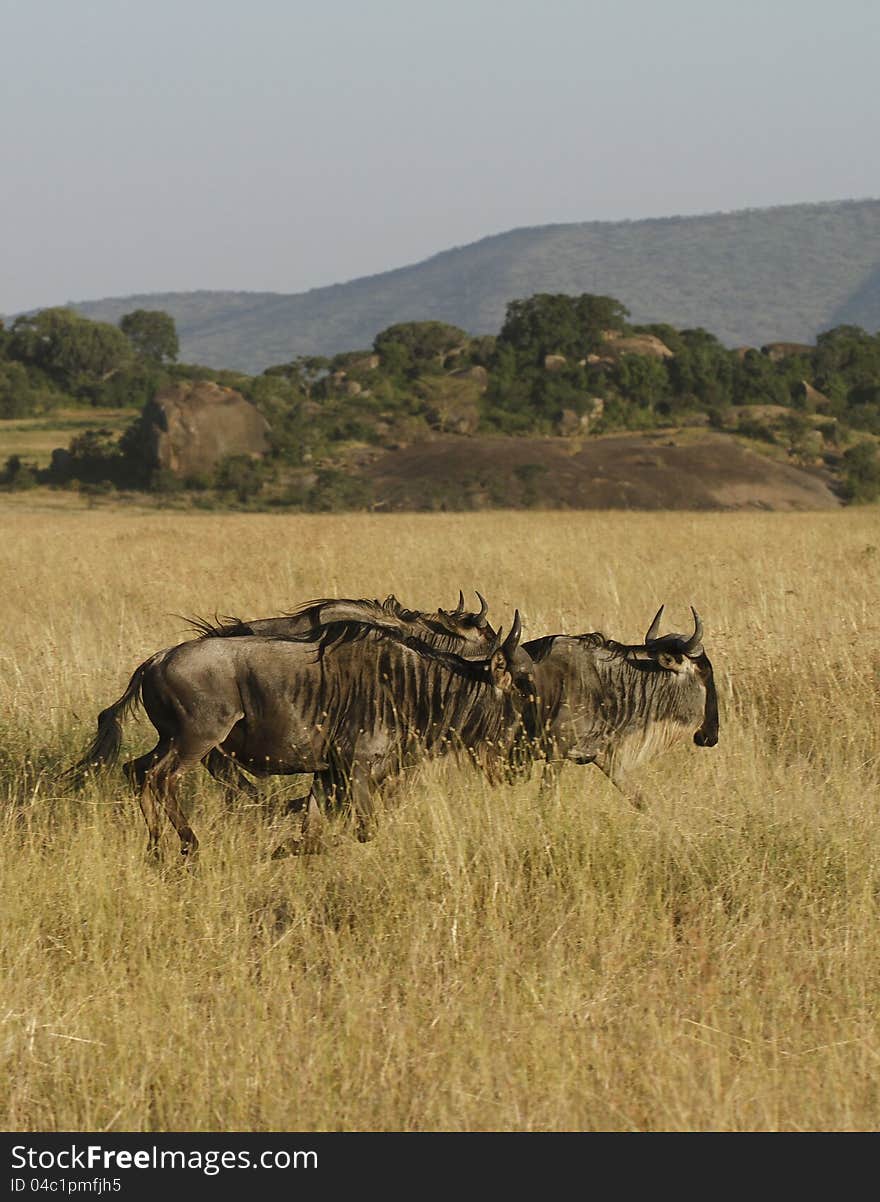 White-Bearded Wildebeest