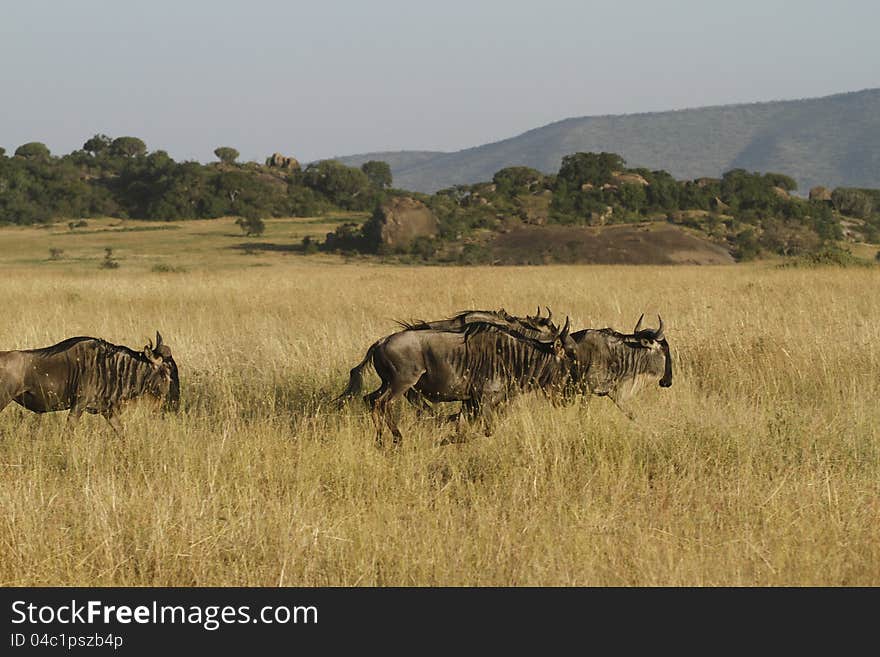 White-Bearded Wildebeest II