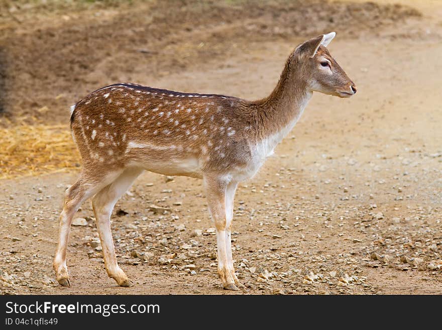 Young fallow deer observed something