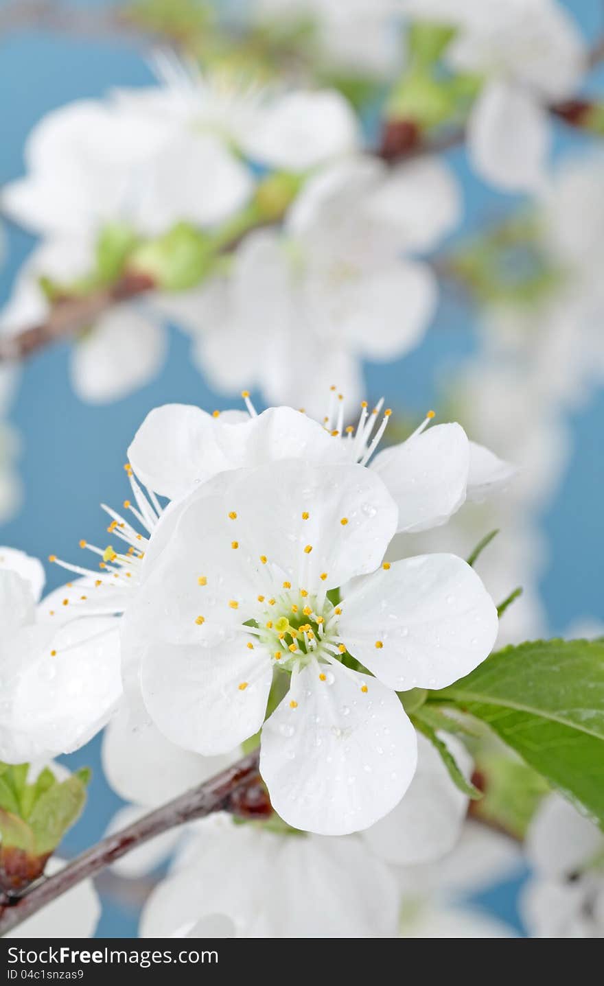 White cherry tree, Prunus sp., blossom on a tree branch. White cherry tree, Prunus sp., blossom on a tree branch