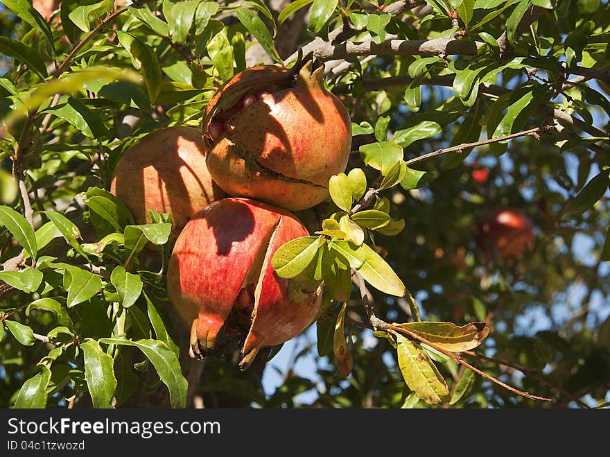 Pomegranates