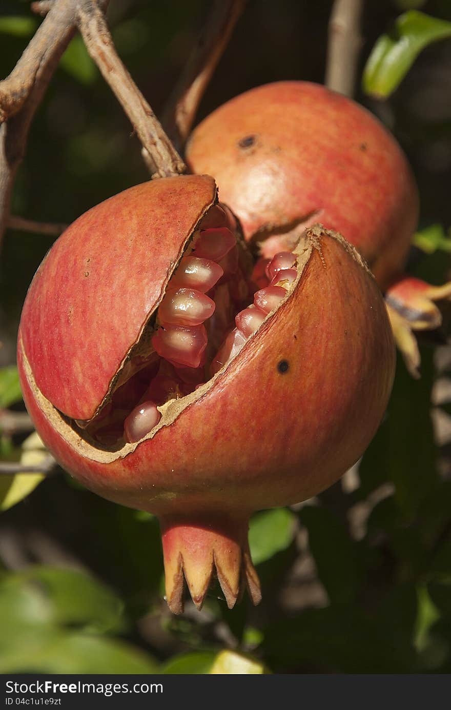 Pomegranates