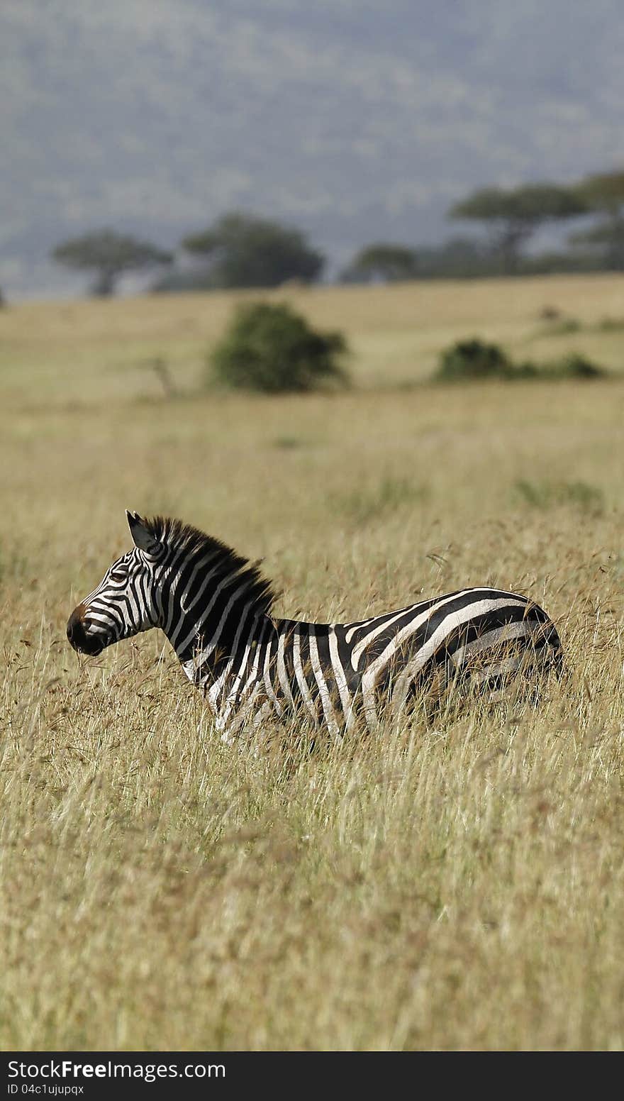 African Burchell's Zebra enjoying lush times in the long grasses of Tanzania. African Burchell's Zebra enjoying lush times in the long grasses of Tanzania