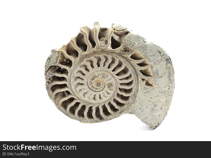 A cross section of an ammonite fossil on white background