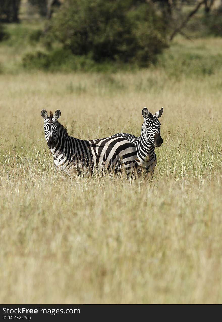 Burchell's Zebras, always on the look out for predators. Burchell's Zebras, always on the look out for predators