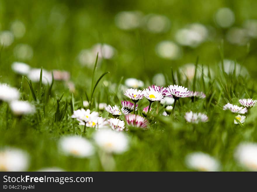 Daisies in the grass