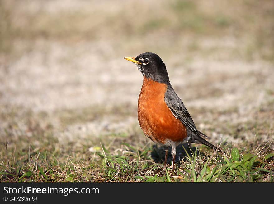 Close up shot of small Robin bird on the ground