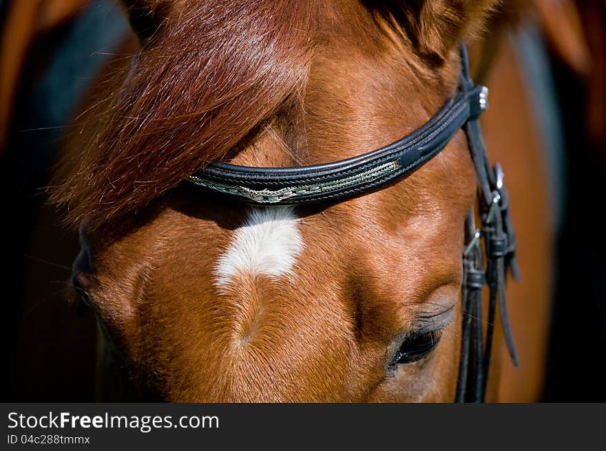 Horse Head With Eye Closeup.