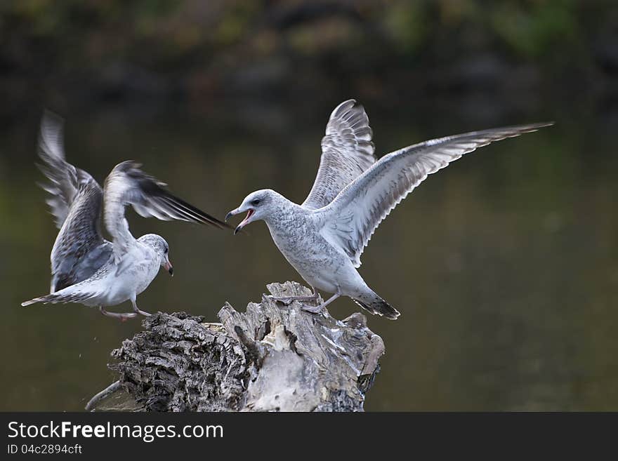 Two seagulls fighting with wings spread out over the best perch on a log.