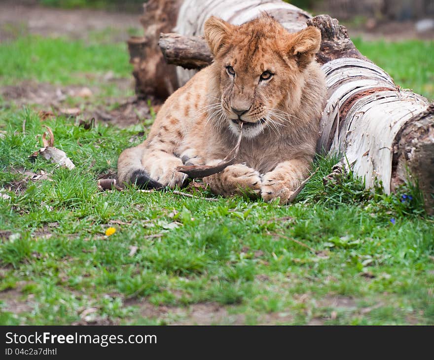 A lion cub playing with a stick while lying in the short grass next to a log.