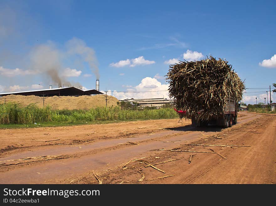 Cane Trucks To Sugar Factory