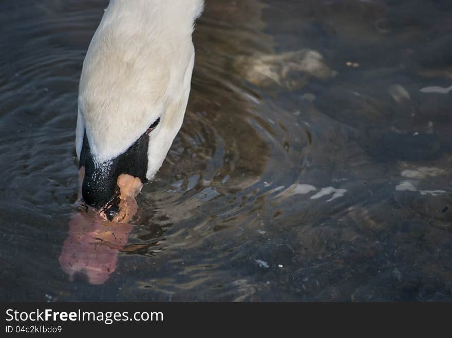 White swan drinking water from the river