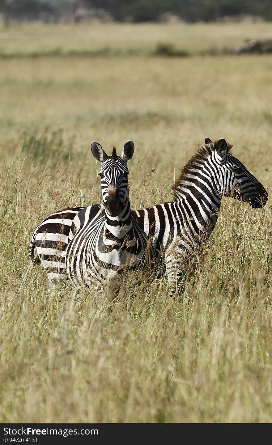 A pair of Burchell's Zebra standing in the long grass of the Serengeti Plains during the Great Migration. A pair of Burchell's Zebra standing in the long grass of the Serengeti Plains during the Great Migration.