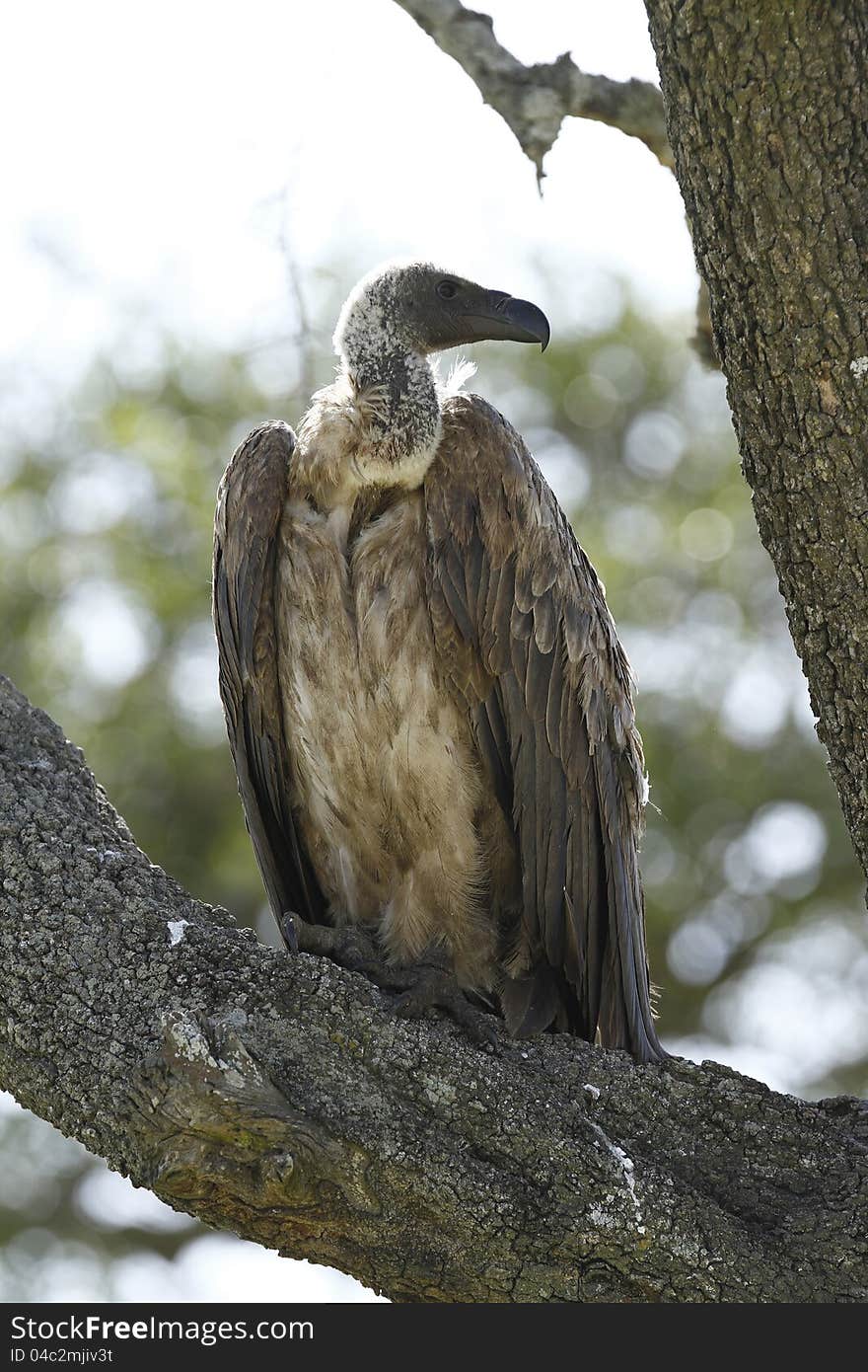 White-backed Vulture