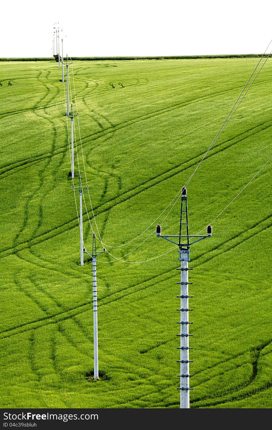 Electric power lines leading through corn fields. Electric power lines leading through corn fields