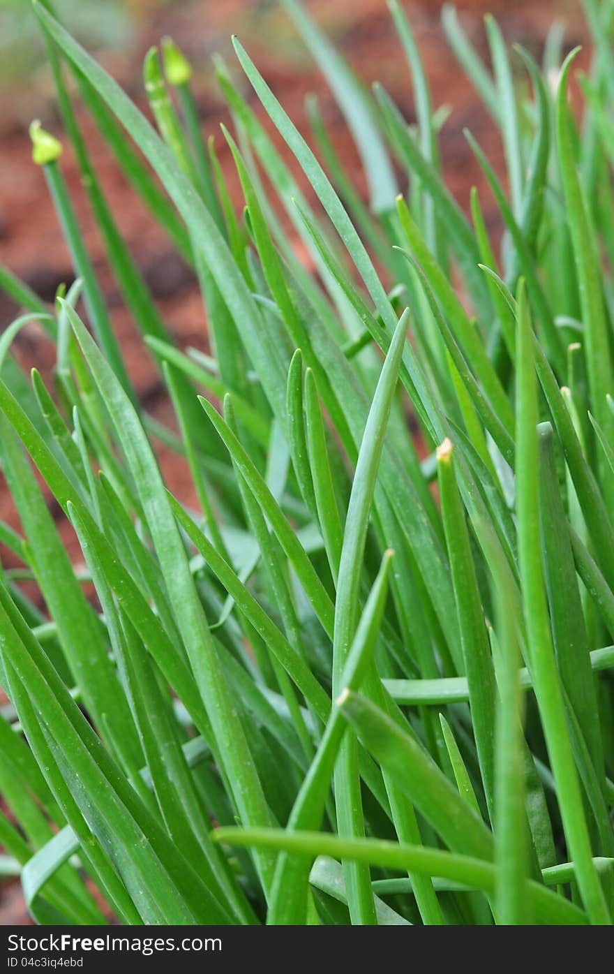 Green onions in the garden