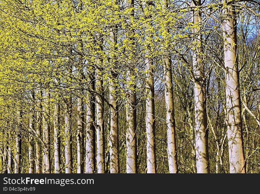 Springtime trees