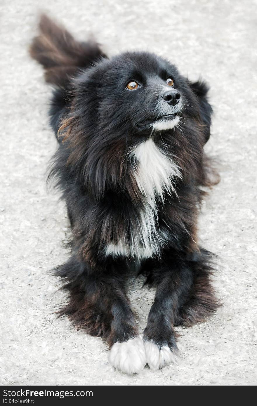 Homeless stray street dog with sad and devoted eyes