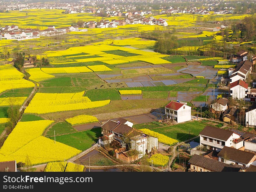 The new building village, large areas of rape flower field in hanzhong, shanxi, China. The new building village, large areas of rape flower field in hanzhong, shanxi, China.