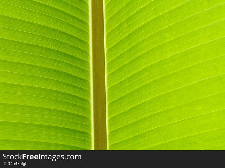 Banana leaf closeup