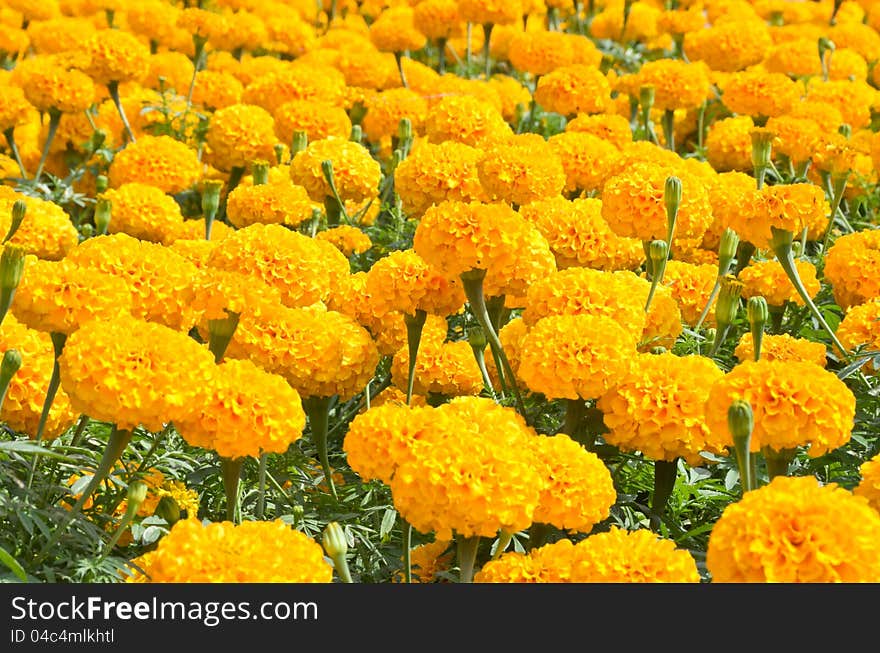 Partially close up view of orange flower field. Partially close up view of orange flower field