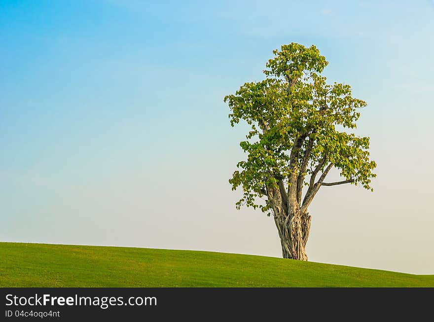 One Tree On Grass Field In Blue Sky