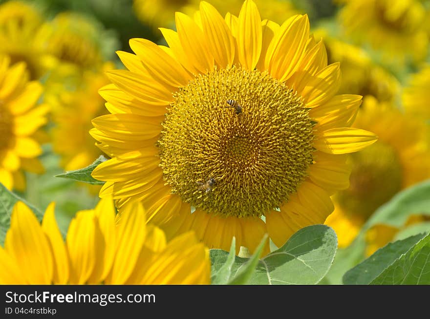 Two bees collecting food on sunflower in the sunflower field. Two bees collecting food on sunflower in the sunflower field