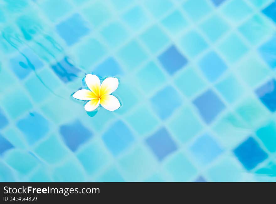 White flower on various aqua blue tone pool water. White flower on various aqua blue tone pool water