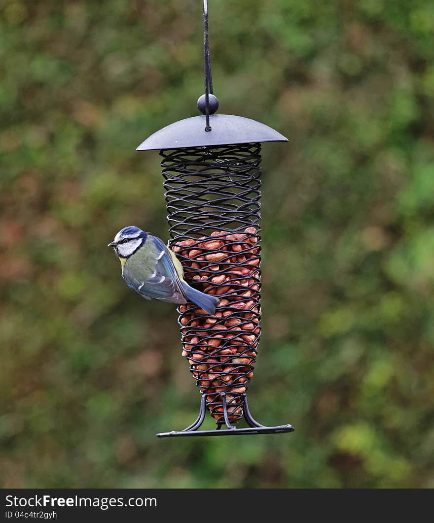 Blue Tit on a garden feeder