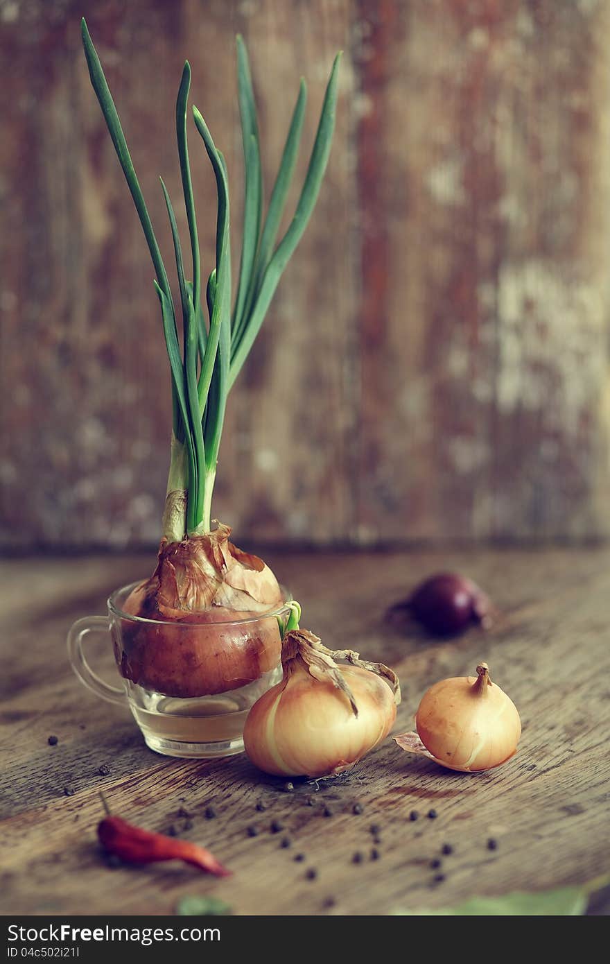 Sprouting onions and spices on a wooden table.