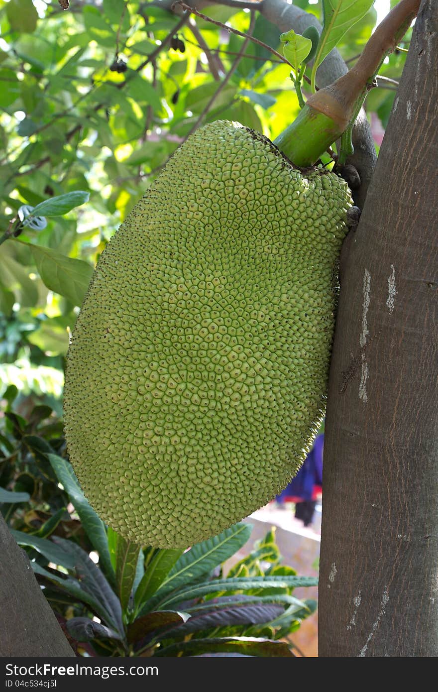 Jack fruit in thailand native