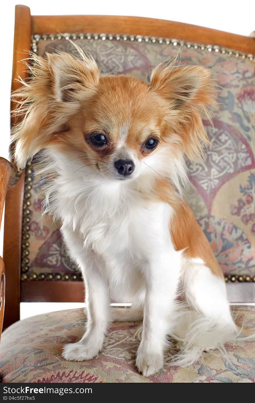 Portrait of a purebred puppy chihuahua sitting on an antique chair. Portrait of a purebred puppy chihuahua sitting on an antique chair