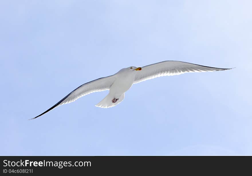 Flying seagull and blue sky