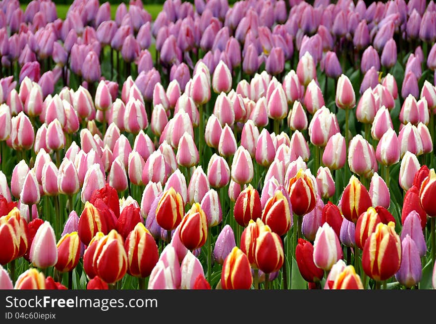 Tulips In Different Colors