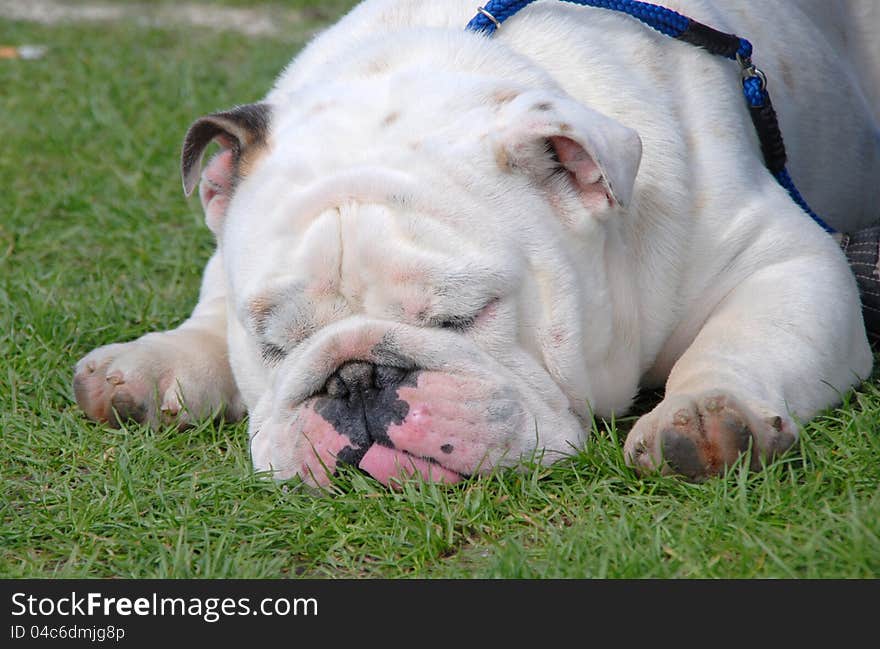 English bulldog standing in the grass. English bulldog standing in the grass