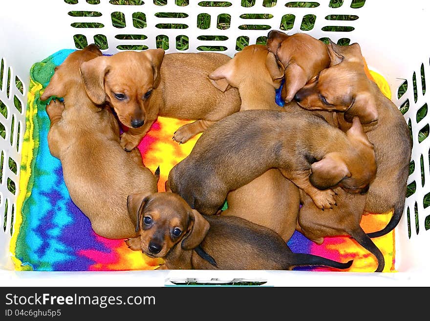 Basket of Dachshund Pups