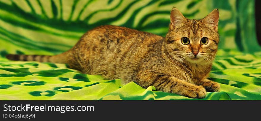 Cat waits for the host and food. Cat waits for the host and food