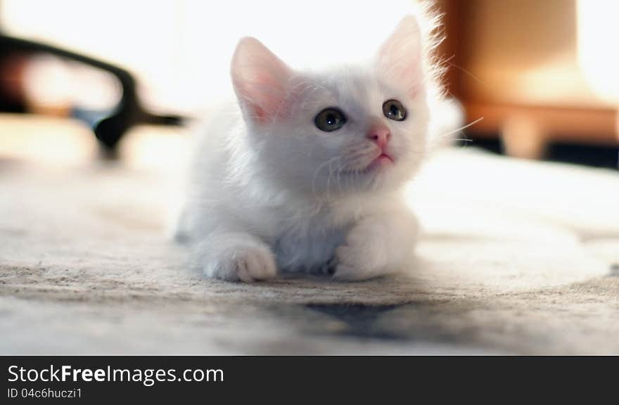 White kitten