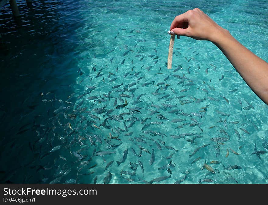 Feeding the fish in the Indian Ocean in the Maldives