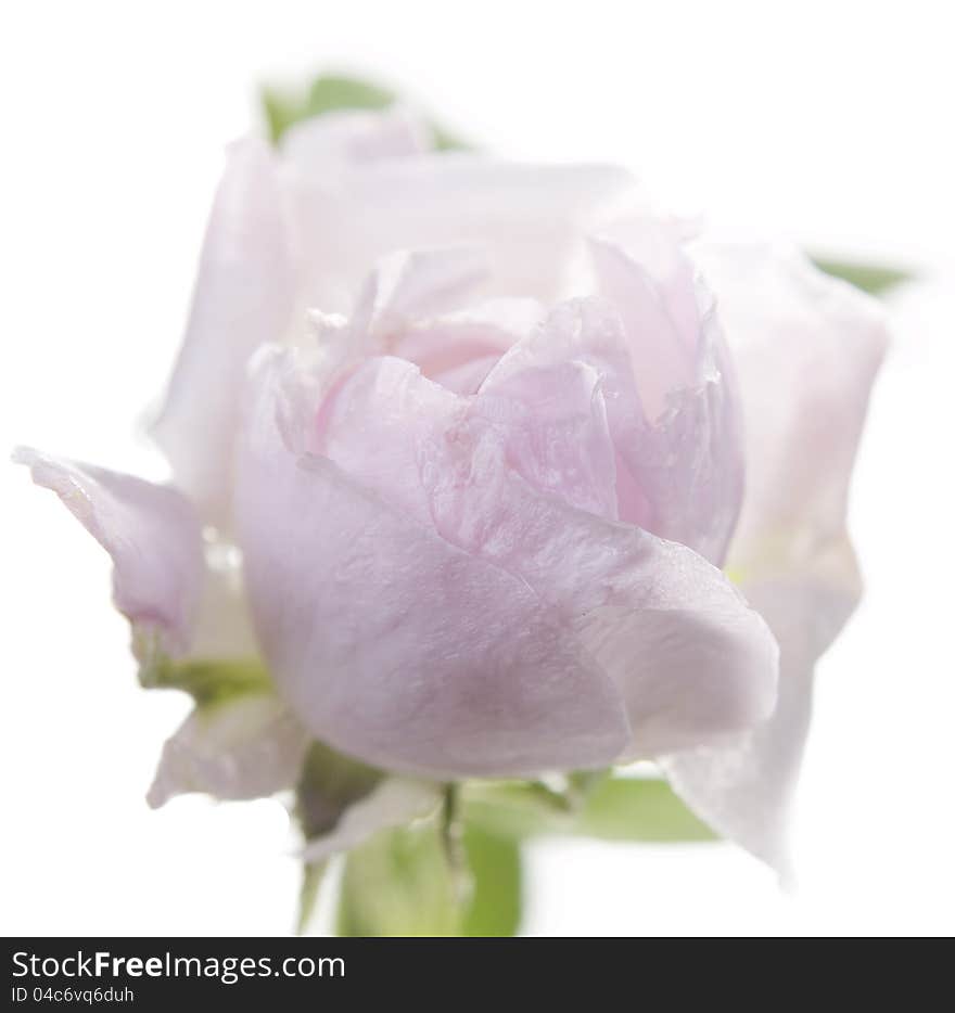 Fresh rose on a white background.