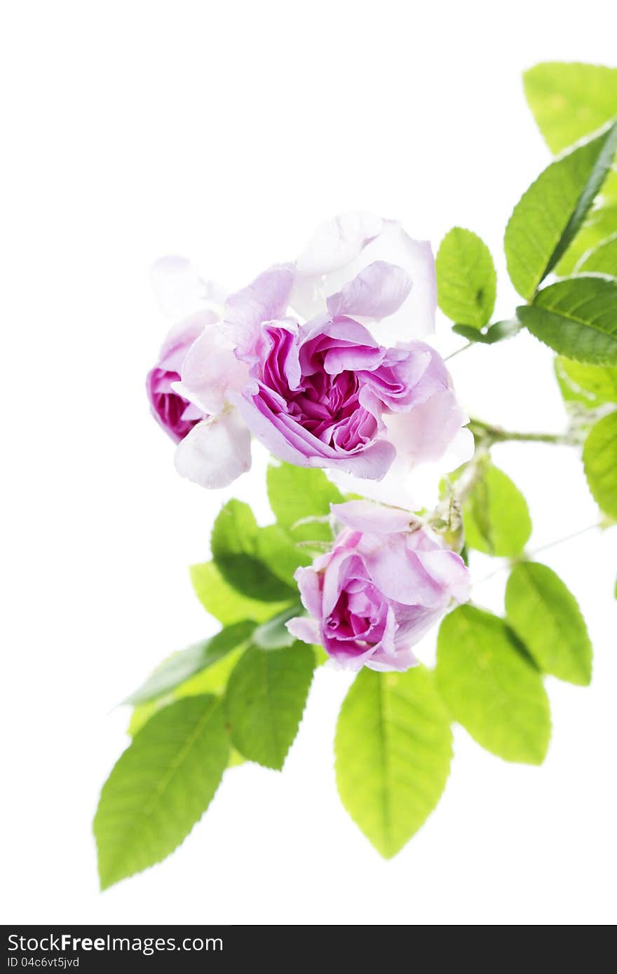 Fresh rose on a white background.