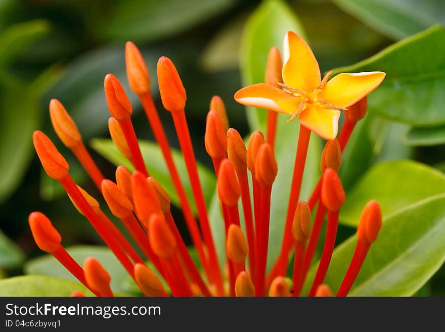 Close up bunch of red ixora flowers