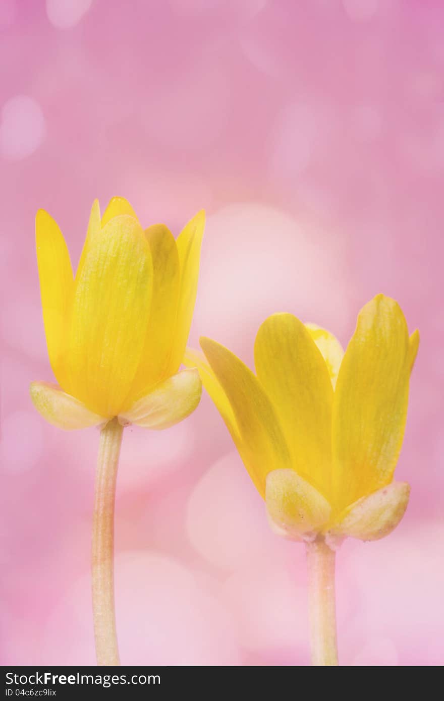 Spring yellow flowers on a pink background