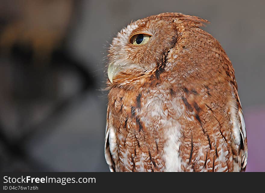 Eastern Screech Owl Red Showing it's profile