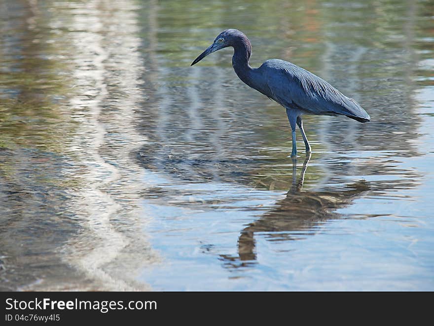 Little Blue Heron wading in water