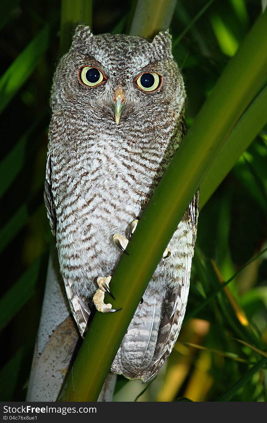 Young Jevenile Great Horned Owl